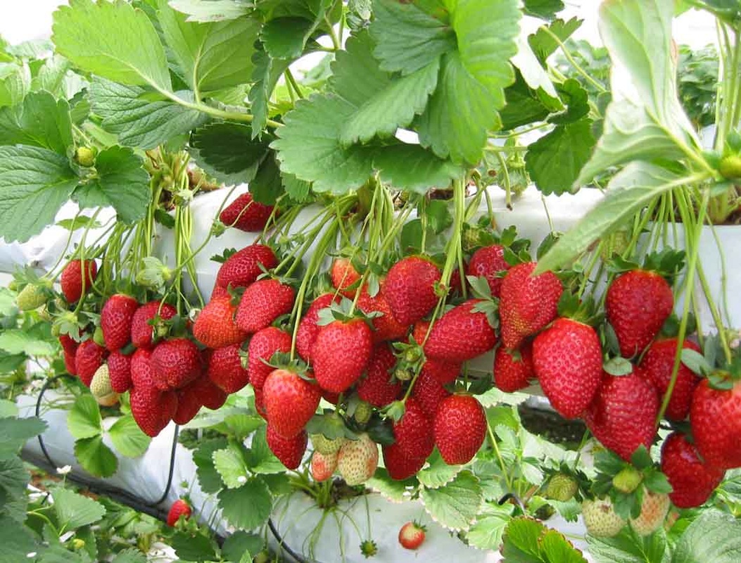 Strawberry Home Garden | www.pixshark.com - Images ...